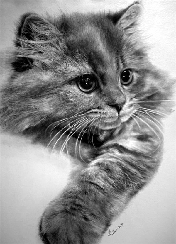 7 CUTE and REALISTIC Animals Drawings  YouTube