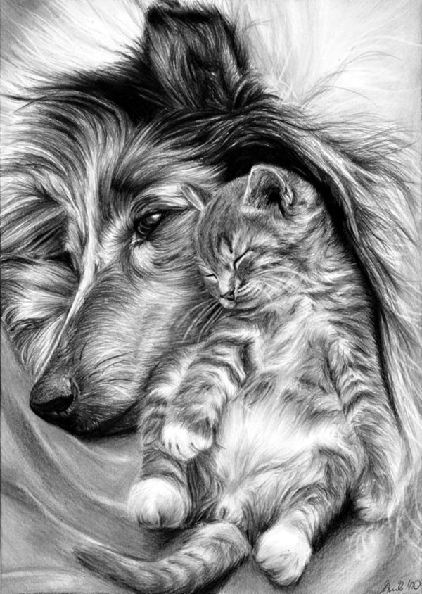 Amazing Pencil Drawings Of Animals