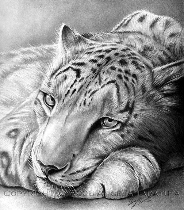 40 Realistic Animal Pencil Drawings Bored Art