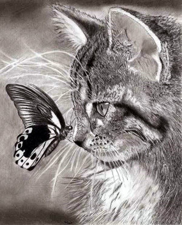 beautiful drawings of animals