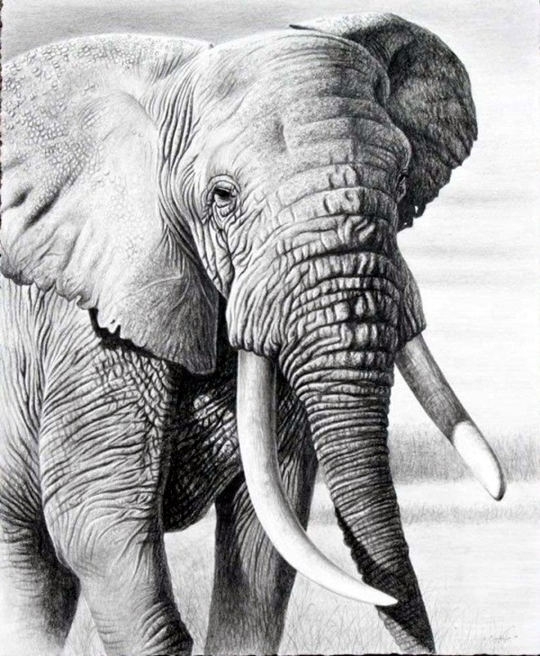 40 Realistic Animal Pencil Drawings