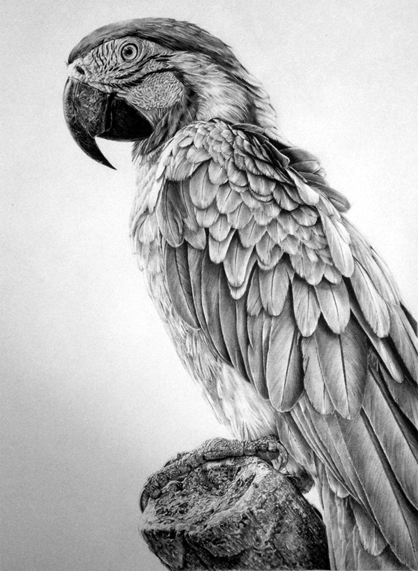 realistic bird sketch