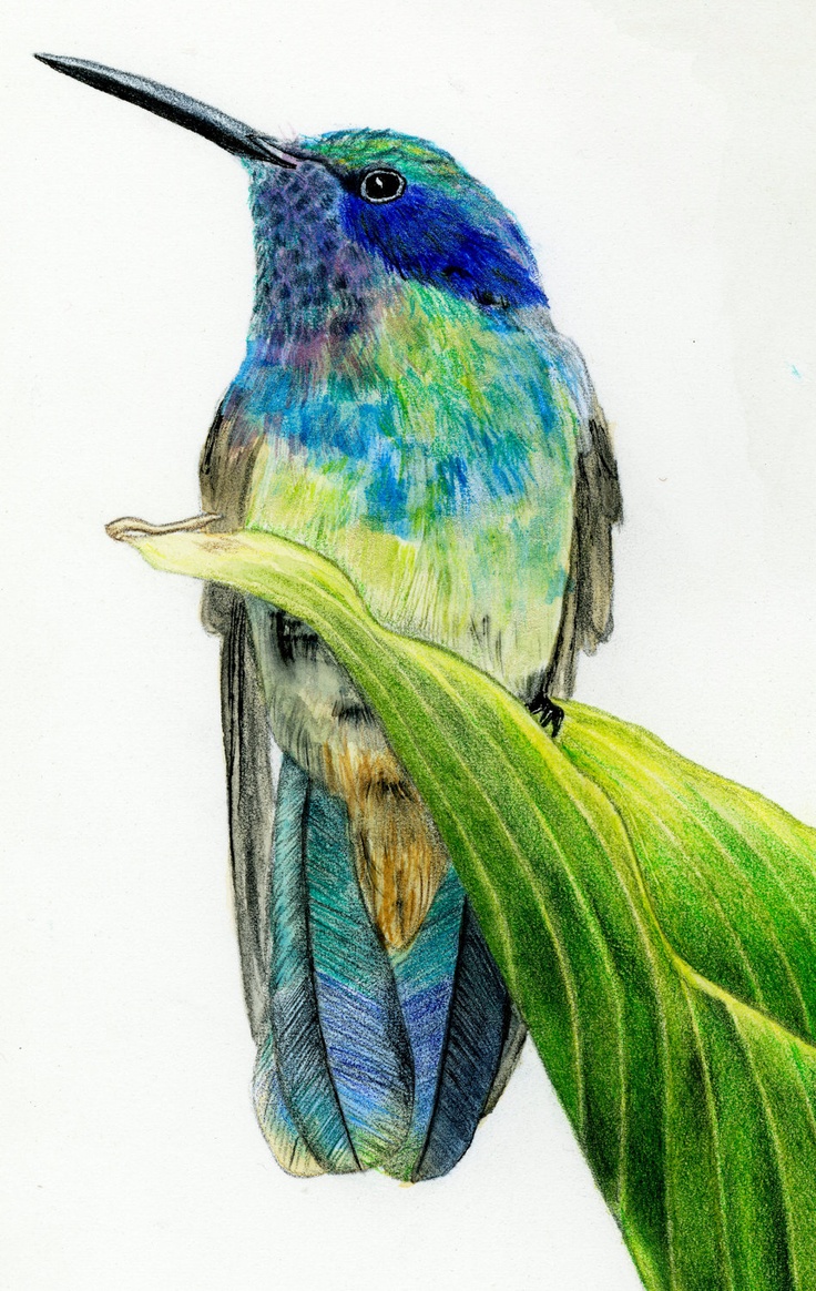 Using colored pencils to sketch your imagination. | Color pencil art