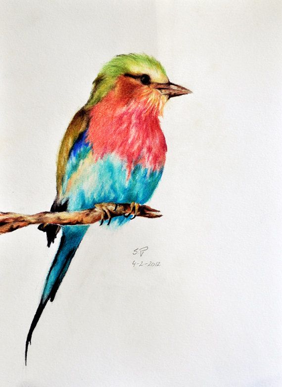Colour Pencil Drawing Images : Pencil Colored Drawing Pencils Bird ...