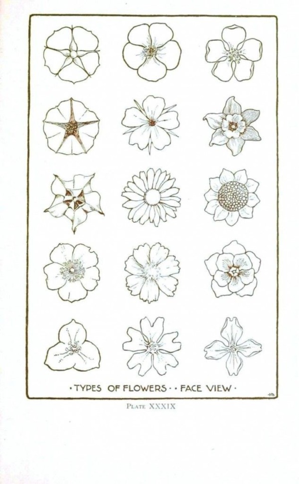 How To Draw A Flower Step By Step Image Guides 