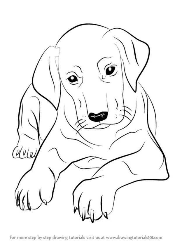 How To Draw Cute Dog: Easy And Basic Dog Drawing Pages For Kids And  Children To Draw | Gifts For Special Days As Birthday, Back To School And  Others: Louis, Edgar, Louis: