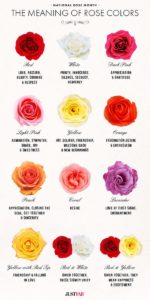 The Real Meaning Of The Different Rose Colors - Bored Art